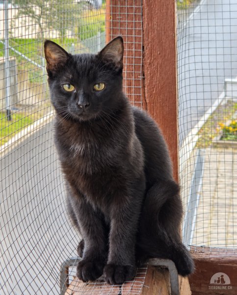 Katzen Schweiz