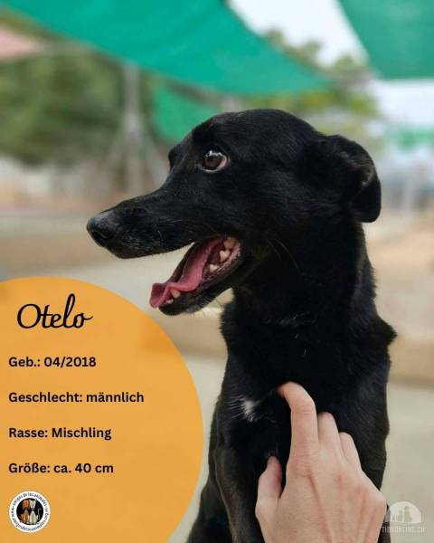 Hunde Ausland