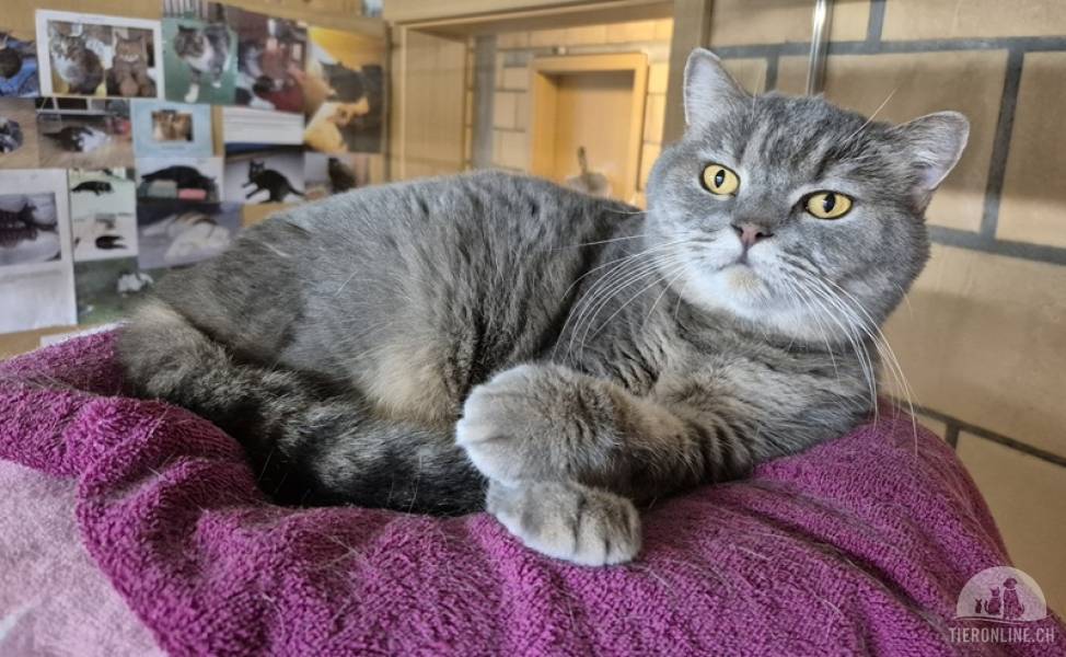 Katzen Schweiz