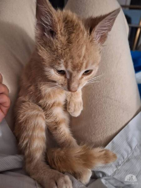 Katzen Ausland