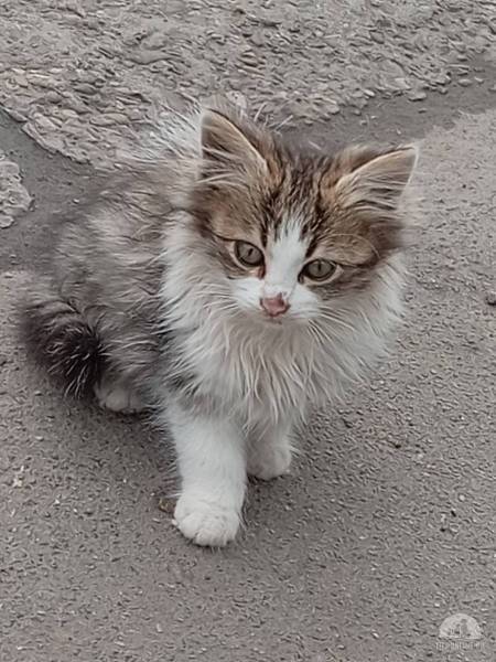 Katzen Ausland
