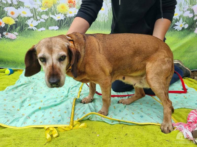 Hunde Ausland