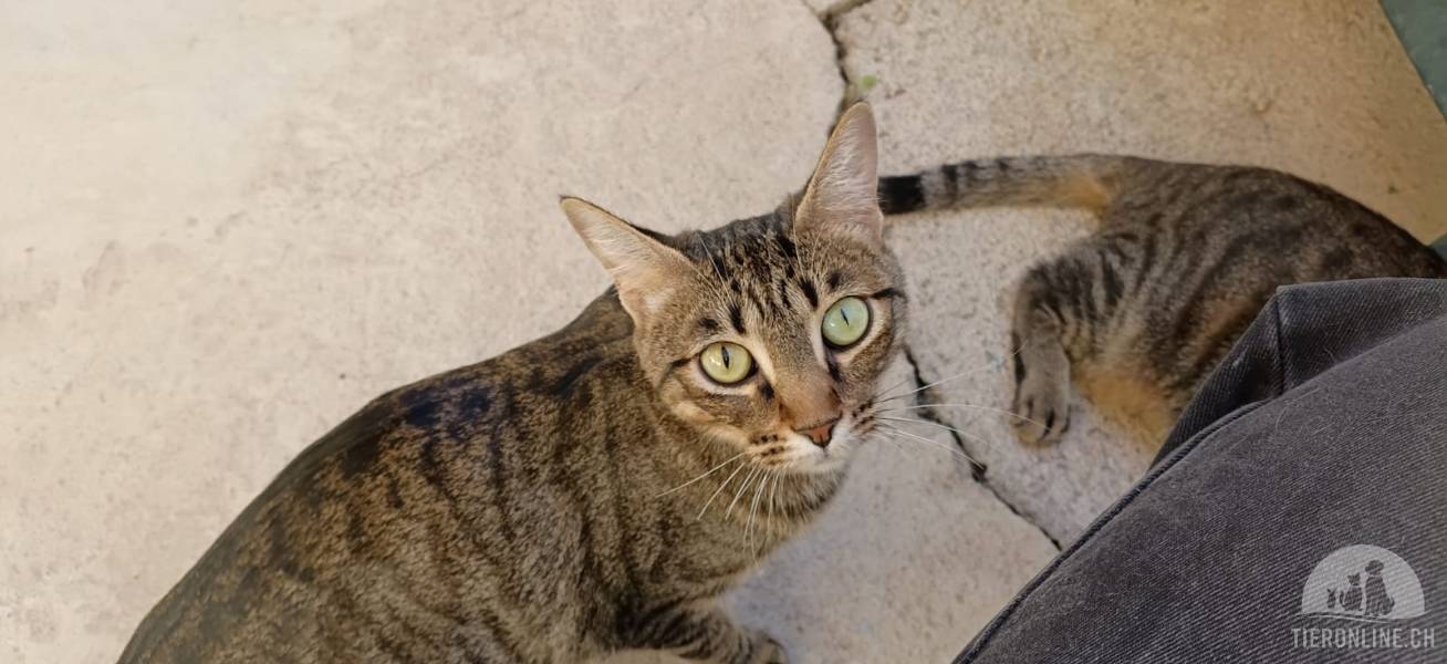 Katzen Ausland