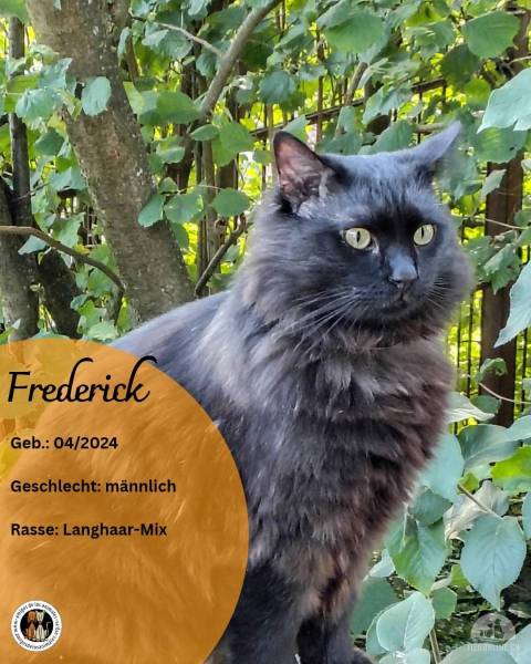 Katzen Deutschland