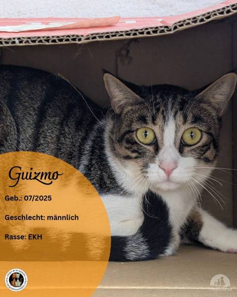 Katzen Ausland