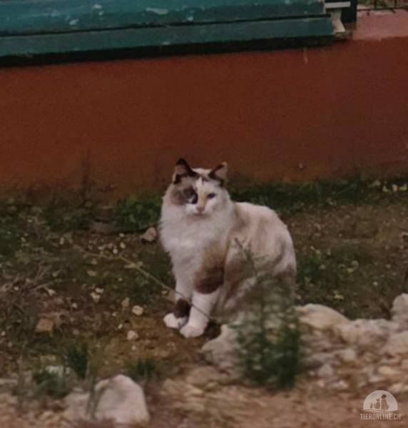 Katzen Ausland