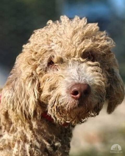 Hunde Ausland