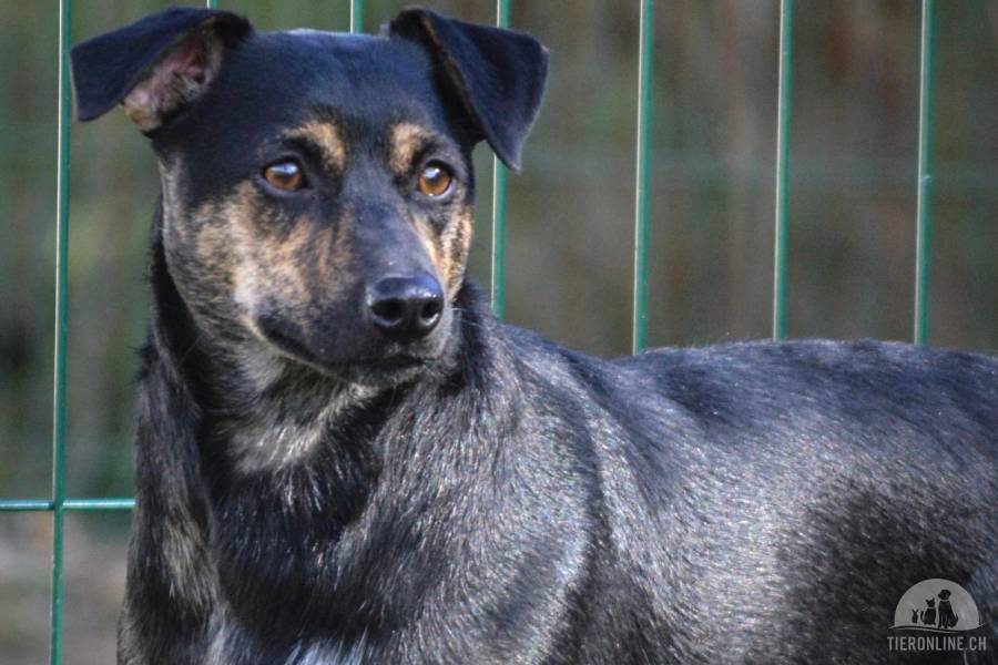 Hunde Schweiz