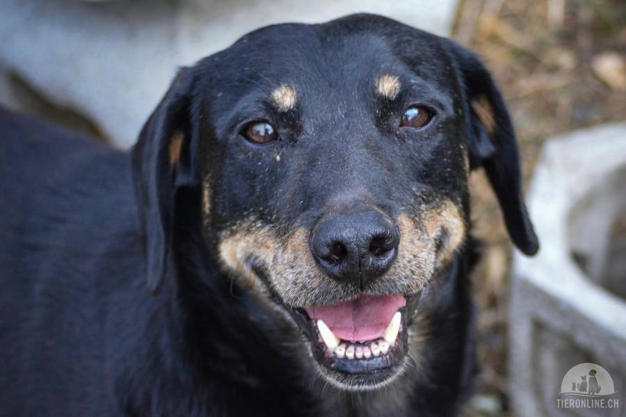 Hunde Schweiz