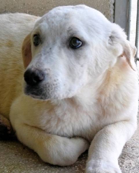 Hunde Ausland