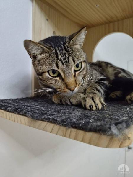 Katzen Ausland