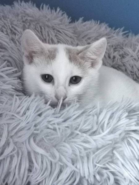 Katzen Ausland