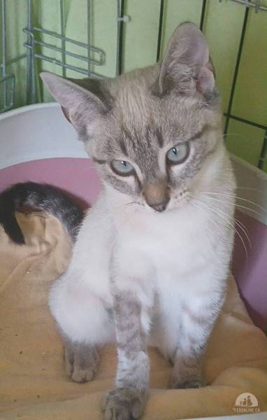 Katzen Schweiz