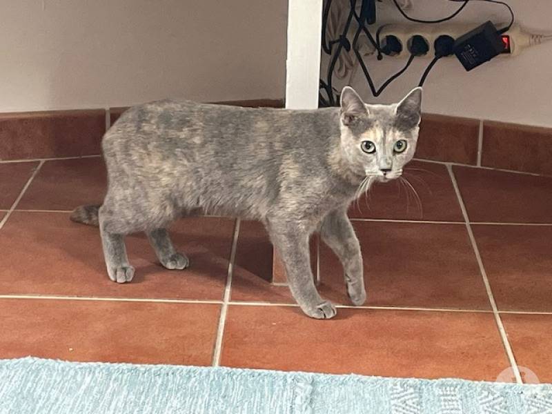 Katzen Ausland