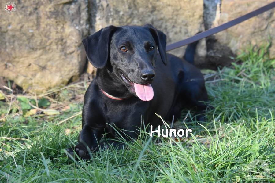 Hunde Deutschland