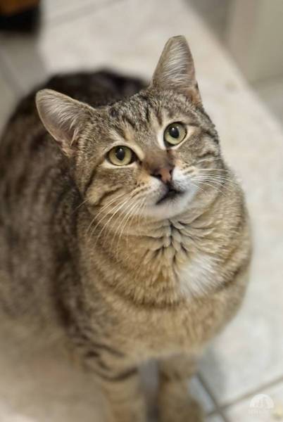 Katzen Ausland