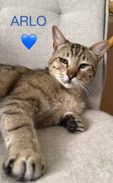 Katzen Ausland