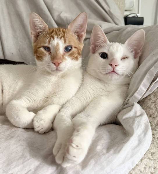Katzen Ausland