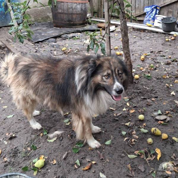 Hunde Ausland