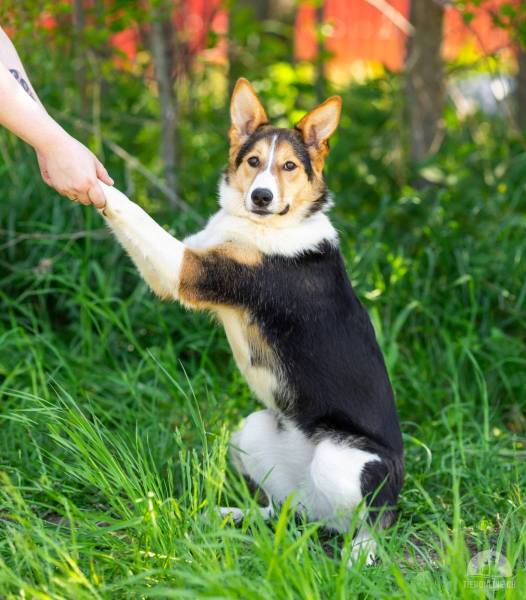 Hunde Schweiz