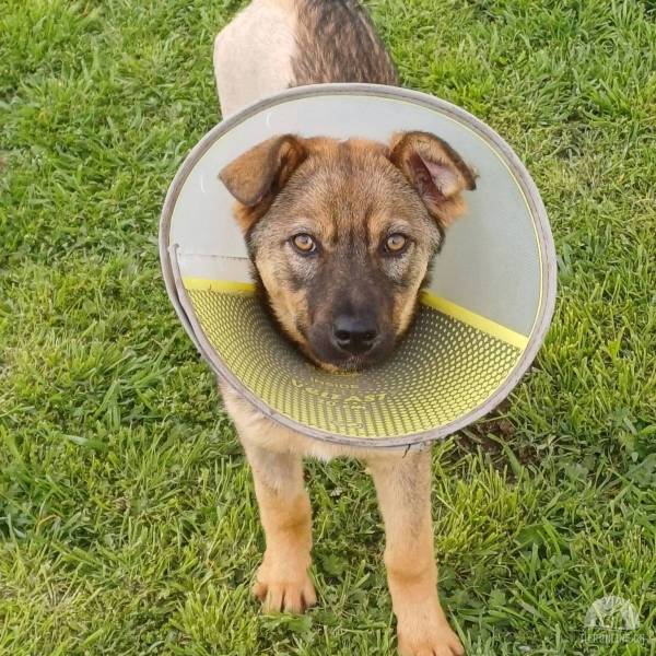 Hunde Ausland