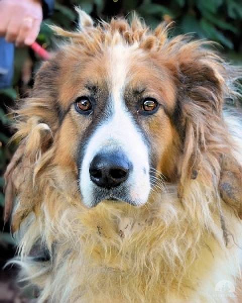 Hunde Ausland