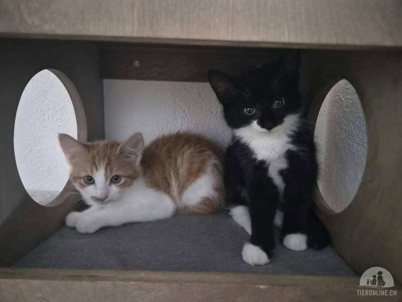 Katzen Schweiz