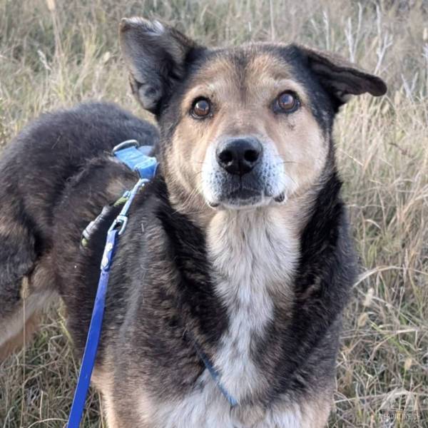 Hunde Ausland