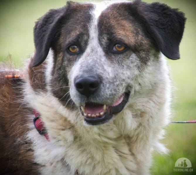 Hunde Ausland