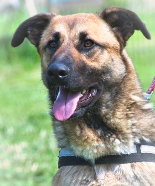 Hunde Ausland