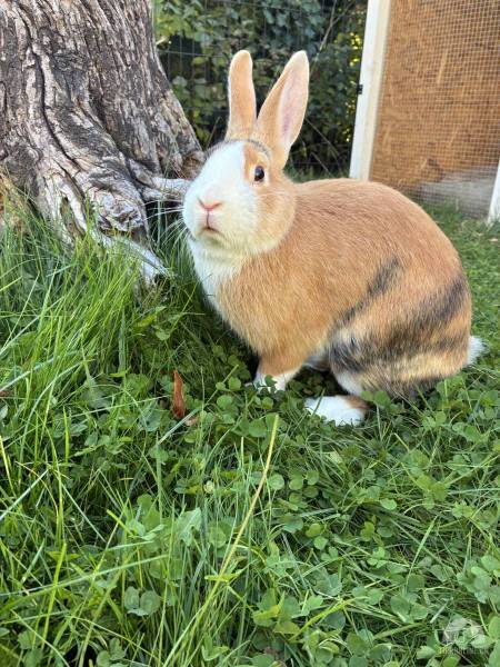 Nagetiere
