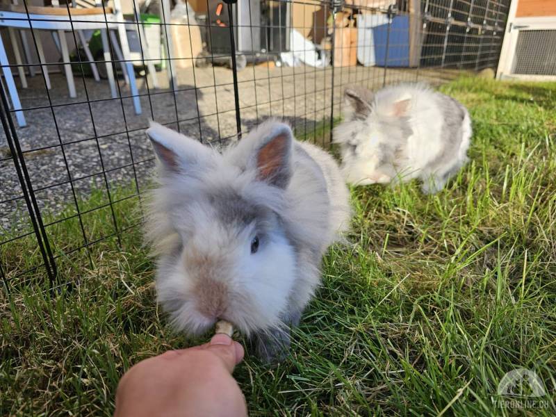 Nagetiere