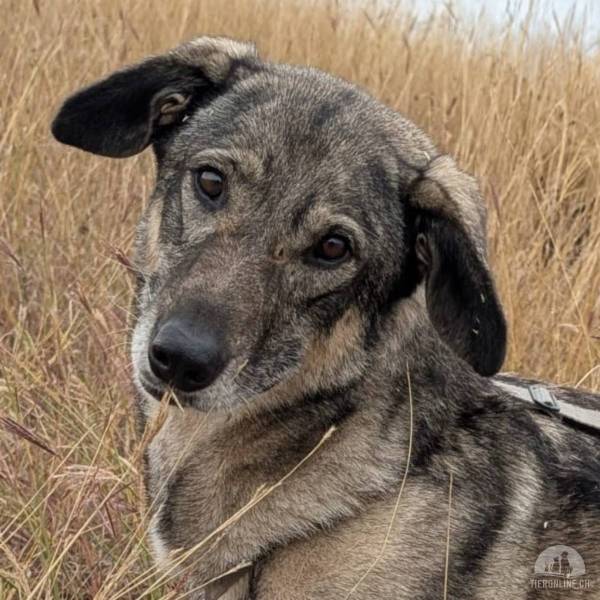 Hunde Ausland