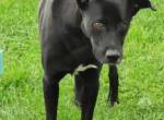 Cooper liebe Hündin, Ps in D-74523
