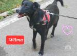 Wilma liebt alle Menschen