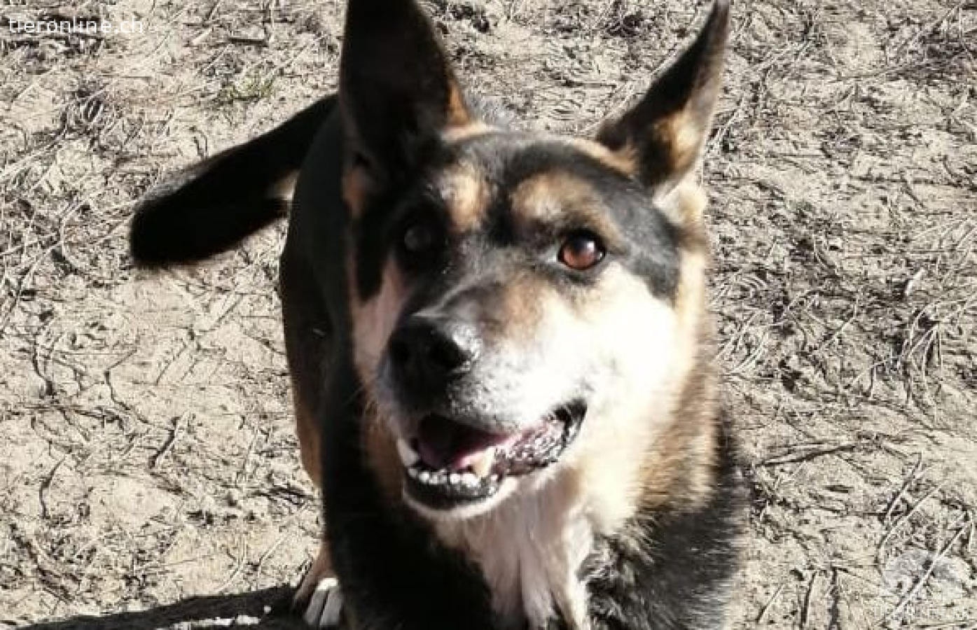 Roni-2, intelligenter und freundlicher Hundemann