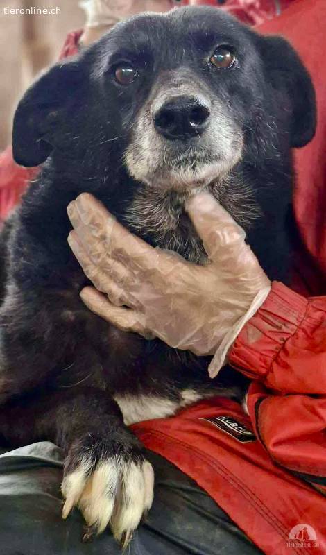 Coco – sanfte Seniorin, bereit für Zuhause 2.0