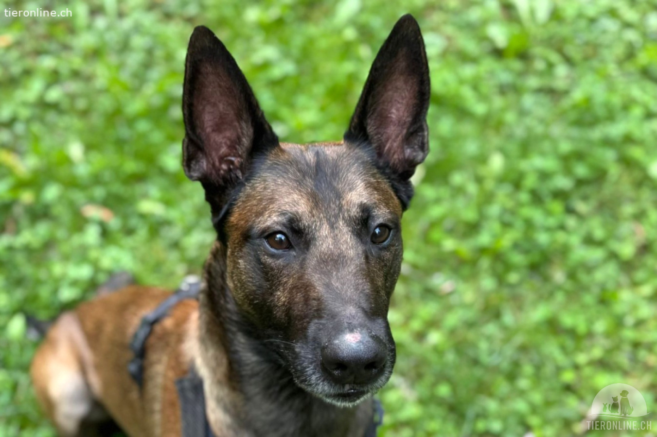 Rex