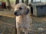 Mischling Mascha