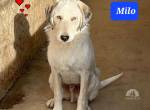 Milo, zuckersüsser Hundejunge