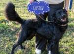 Gustav ein Hund mit Potenzial