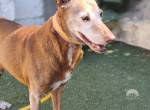 Zeta - ruhiger, älterer Podenco