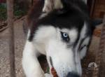 Mochikan, der blauäugige Schmuser