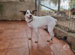 Cuqui - lustig, bewegungsfreudig sucht eine Familie