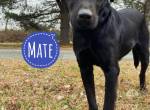 Mate ein absoluter Familienhund