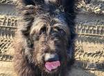 Ruven, herziger Hundesenior