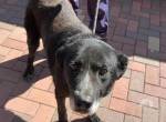 Daisy sucht ruhiges Zuhause