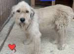 Jersey sucht seine Familie