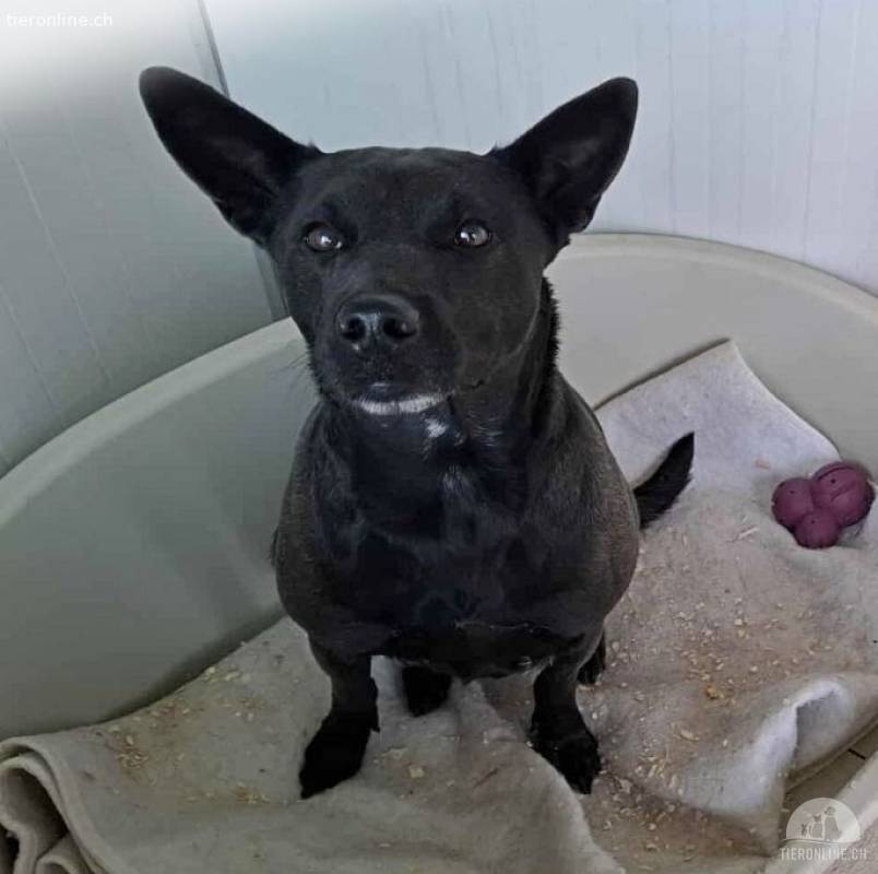Hübsche Bibi sucht ein Zuhause