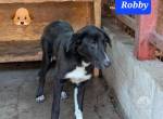 Robby sehnt sich nach Liebe